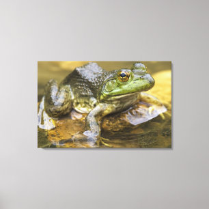 Frog entlang des Buffalo River, Mile 126 auf der Leinwanddruck