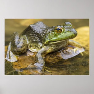 Frog entlang des Buffalo River, Mile 126 auf der Poster