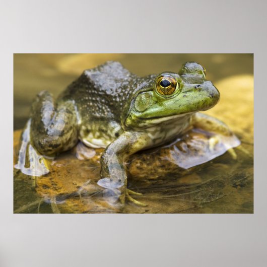 Frog entlang des Buffalo River, Mile 126 auf der Poster (Vorne)