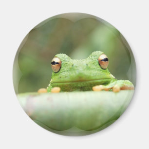 Frog Eyes Magnet