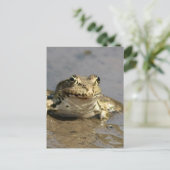 Frog Foto Postcard Postkarte (Stehend Vorderseite)
