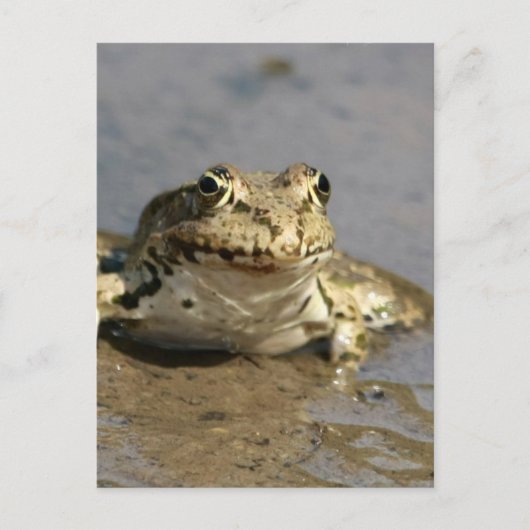 Frog Foto Postcard Postkarte (Vorderseite)