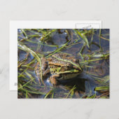 Frog in river postkarte (Vorne/Hinten)
