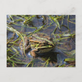 Frog in river postkarte (Vorderseite)