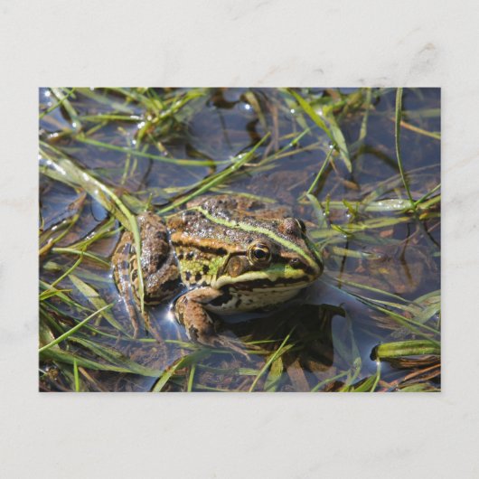 Frog in river postkarte (Vorderseite)