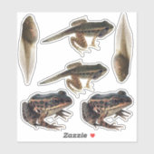 Frog Life Cycle Stickers Aufkleber (Blatt)