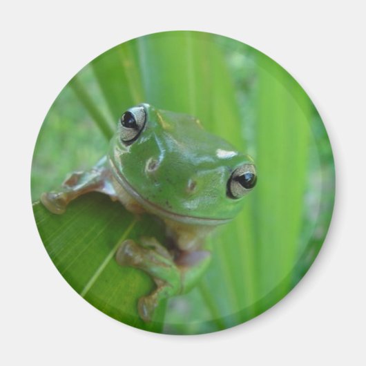 Frog Magnet (Vorne)