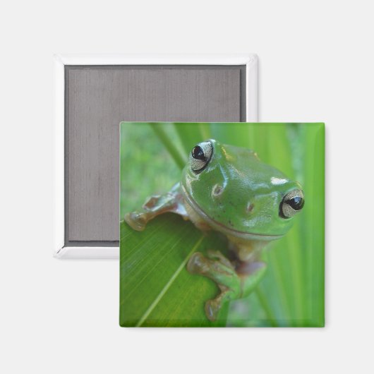 Frog Magnet (Vorderseite/Rückseite)
