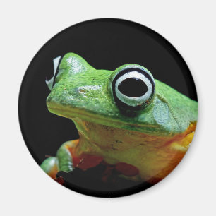 Frog Magnet