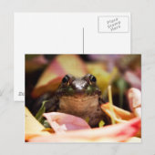 Frog Princess Postkarte (Vorne/Hinten)