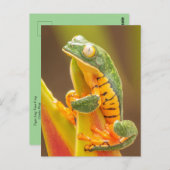 Frog | Tiger Leg Monkey Tree Frog Postkarte (Vorne/Hinten)