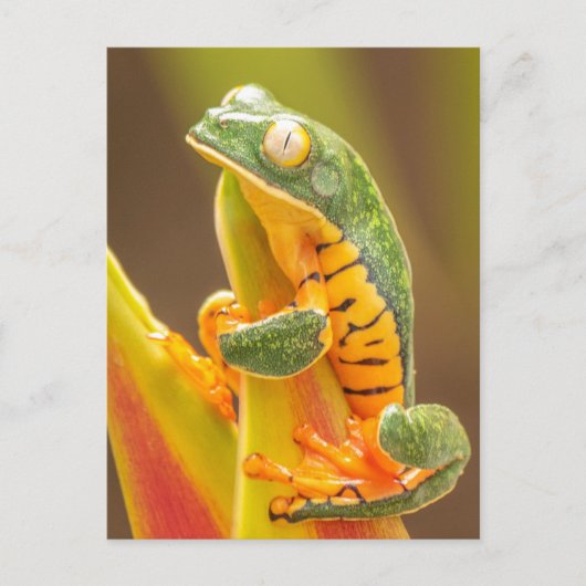 Frog | Tiger Leg Monkey Tree Frog Postkarte (Vorderseite)