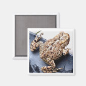 Frog Toad Fotografie Magnet (Vorderseite/Rückseite)