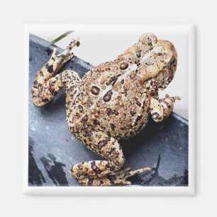 Frog Toad Fotografie Magnet