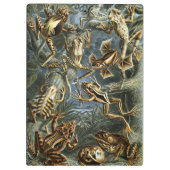Frog und Toad Ernst Haeckel Vintag Klemmbrett (Rückseite)