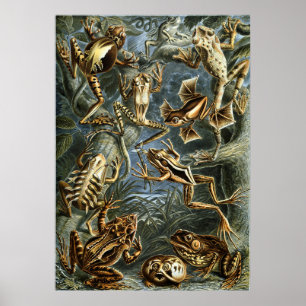 Frog und Toad Ernst Haeckel Vintag Poster
