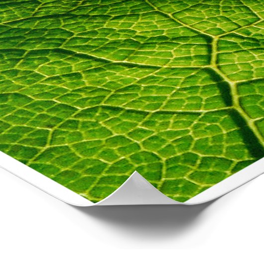 Frog von Johannes Stötter Poster (Ecke)