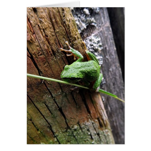Froggy v (Vorne)