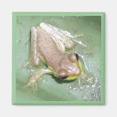 Froglet Magnet (Vorne)