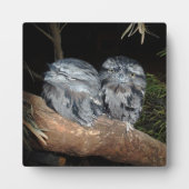 Frogmouth Owls, Fotoplatte (Vorderseite)