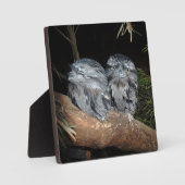 Frogmouth Owls, Fotoplatte (Vorderseite)