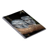 Frogmouth Owls, Notizblock (Rechte Seite)