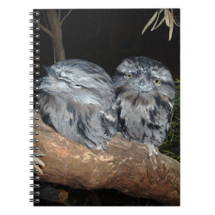 Frogmouth Owls, Notizblock