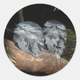 Frogmouth Owls, Runder Aufkleber