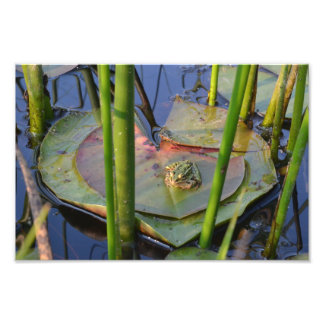 FROGPORTRAIT FOTODRUCK