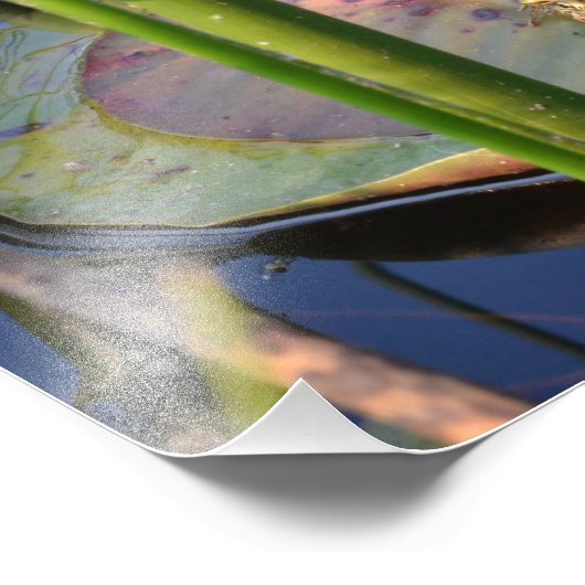 FROGPORTRAIT FOTODRUCK (Ecke)