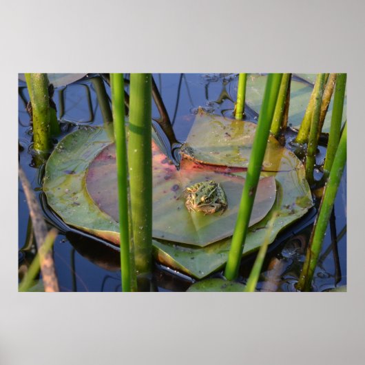 FROGPORTRAIT POSTER (Vorne)