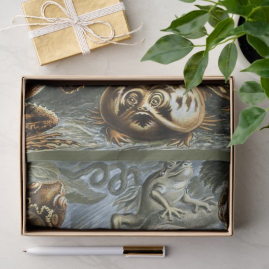 Frogs Ernst Haeckel Dekoupage Tissue Paper Seidenpapier (Geschenk)