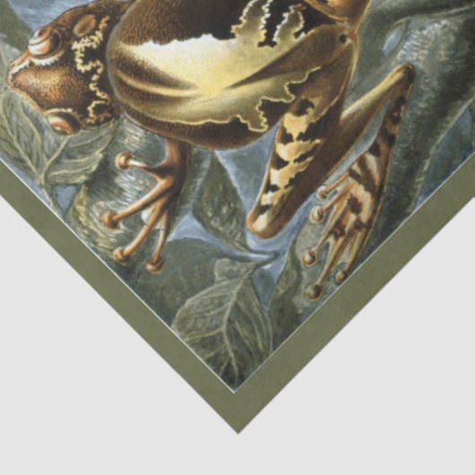 Frogs Ernst Haeckel Dekoupage Tissue Paper Seidenpapier (Ausschnitt)