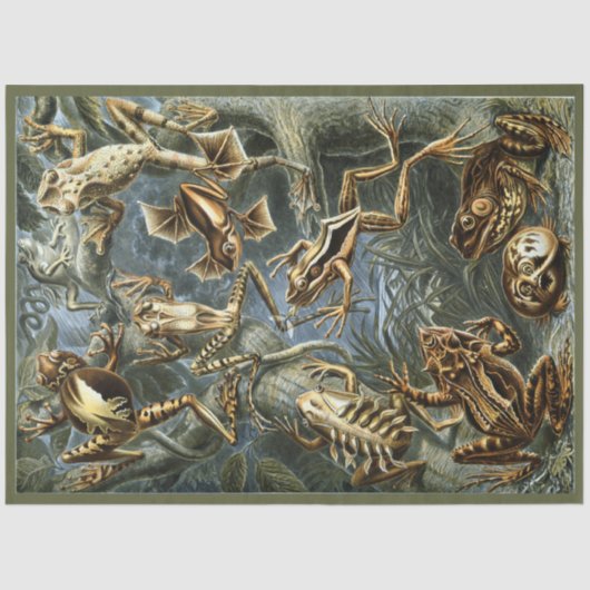 Frogs Ernst Haeckel Dekoupage Tissue Paper Seidenpapier (Vorderseite)