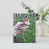 Frogylicious Postkarte (Stehend Vorderseite)