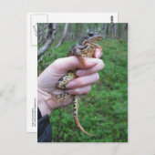 Frogylicious Postkarte (Vorne/Hinten)