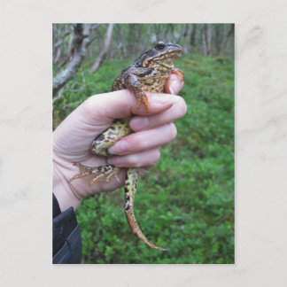 Frogylicious Postkarte