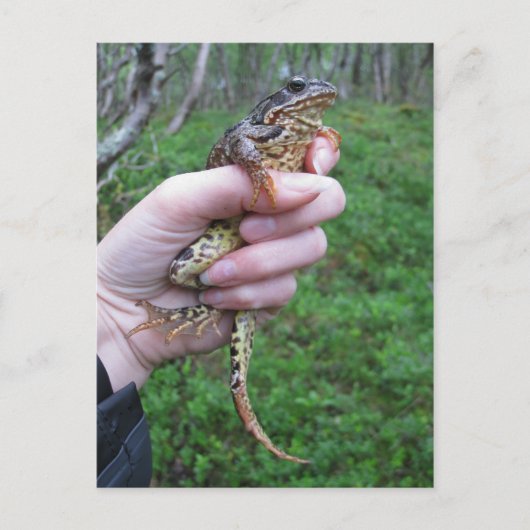 Frogylicious Postkarte (Vorderseite)