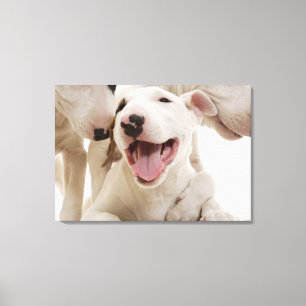 Frohe Bullterrier Leinwanddruck