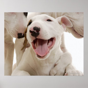 Frohe Bullterrier Poster