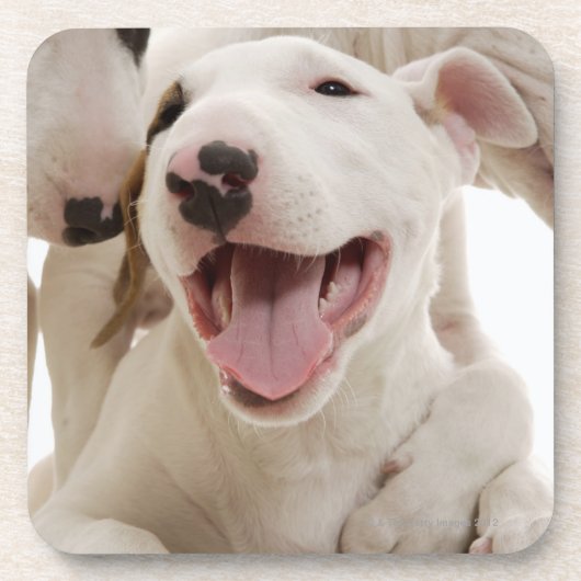 Frohe Bullterrier Untersetzer (Vorderseite)