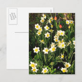 Frohe Ostern / Frühling Feiertagspostkarte (Vorne/Hinten)