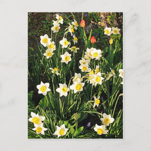 Frohe Ostern / Frühling Feiertagspostkarte