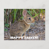 Frohe Ostern! Postkarte (Vorderseite)