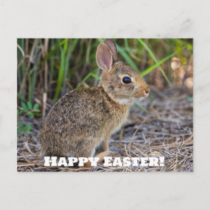 Frohe Ostern! Postkarte