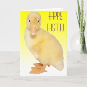 Frohe Ostern Süßes gelbes Entlein Fotografie Feiertagskarte