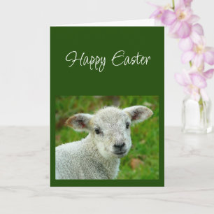 Frohe Ostern wünsche mit Lamm Gottes  Karte