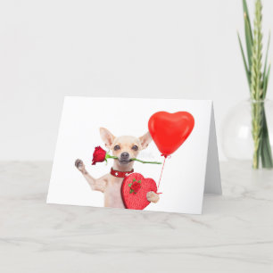 Frohe Valentinstag Karte Süßer Chihuahua Mit Rose