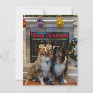 Frohe Weihnachten aus Aussies