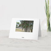 Frohe Weihnachten aus South Carolina (Rückseite)